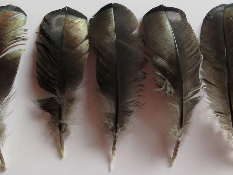 Bronze Wing Quill Feathers Closeup