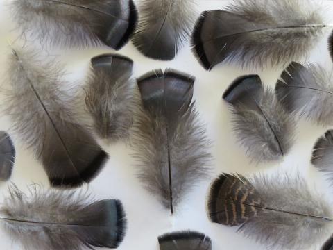 Brown and Bronze Female Feathers Closeup