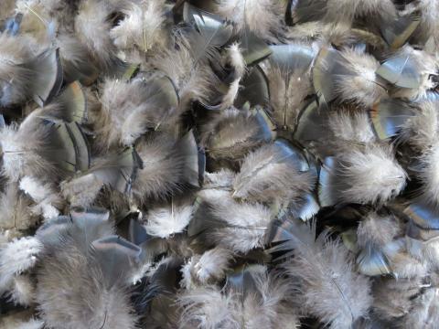 Brown and Bronze Male Feathers Bulk