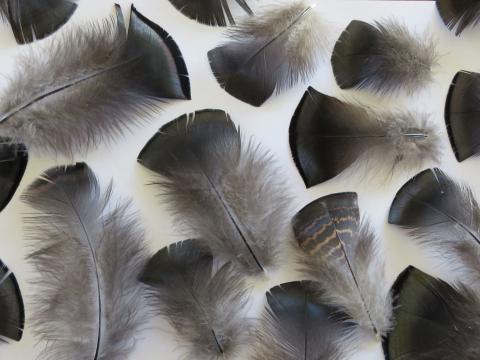 Brown and Bronze Male Feathers Closeup