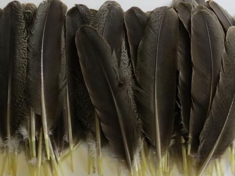 Brown Wing Quill Feathers Bulk