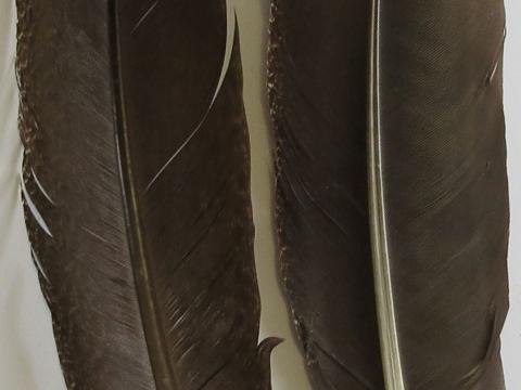 Brown Wing Quill Feathers Closeup