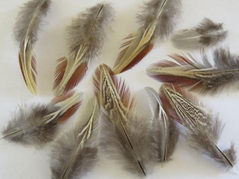 Cerise and Cream Feathers Closeup