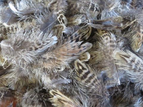 Chestnut Brown Feathers Bulk