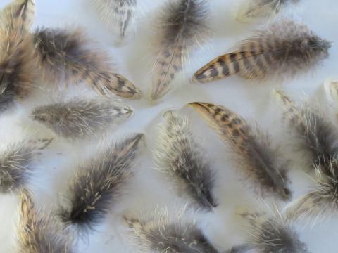 Chestnut Brown Feathers Closeup