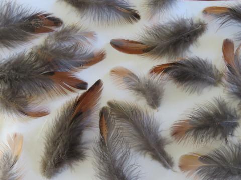 Chestnut Brown Feathers Closeup