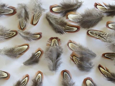 Chocolate Brown Spears Feathers Closeup