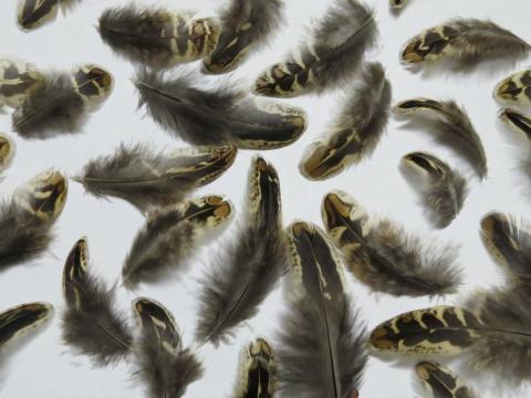 Chocolate Tan Spears Feathers Closeup