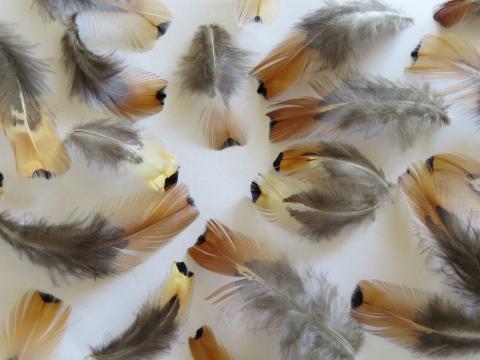 Copper and Blue Feathers Closeup