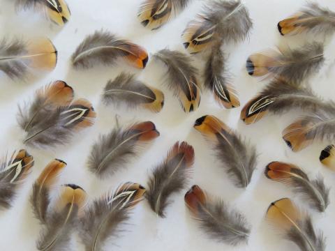 Copper and Blue Mixed Feathers Closeup