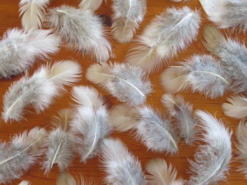 Cream Feathers Closeup