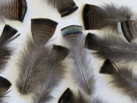 Dark Square Tipped Feathers Closeup