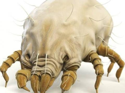 Dust Mite