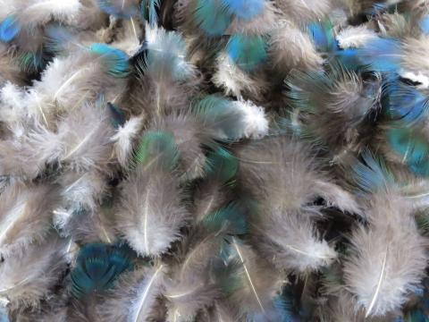 Emerald Green Feathers Bulk