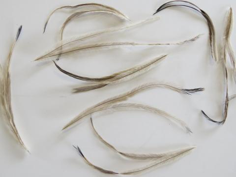 Emu Feathers Closeup