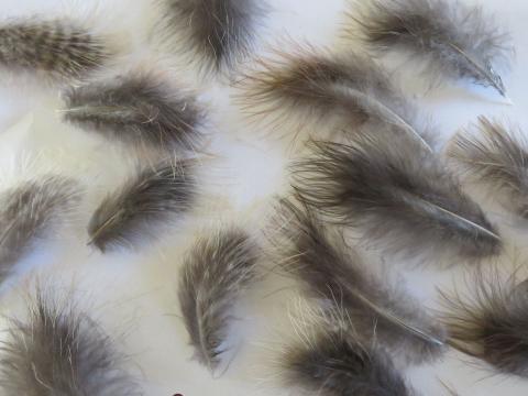 Finest Marabou Feathers Closeup