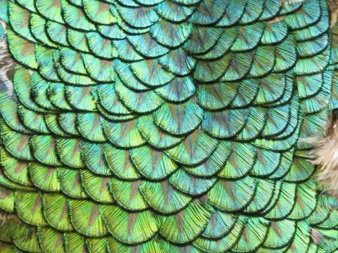 Green and Gold Shell Feathers Layered