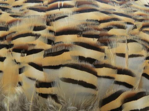 Golden Pheasant Banded Feathers Bulk