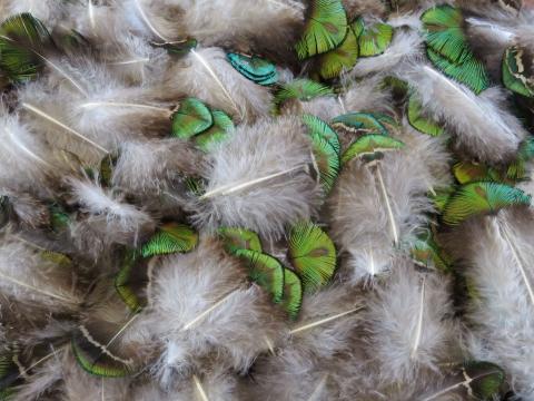 Green and Gold Shell Feathers Bulk