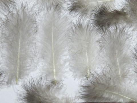 Grey Ghost Marabou Feathers Closeup