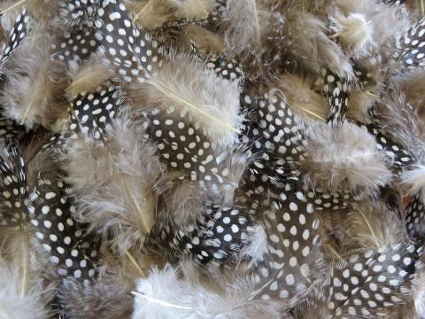 Guinea Fowl Mixed Feathers Bulk