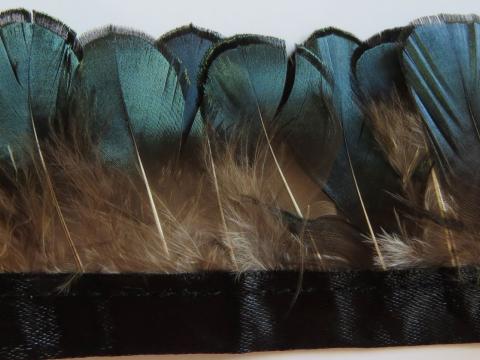 Lady Amhurst Green Banded Feathers Closeup