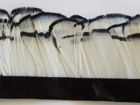Lady Amhurst White Banded Feathers