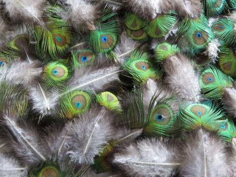 Mini Sell Eyes Feathers Bulk