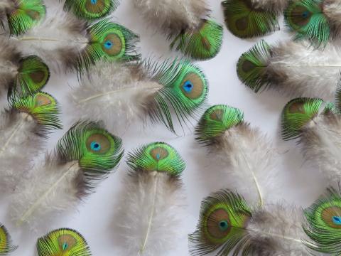 Mini Sell Eyes Feathers Closeup