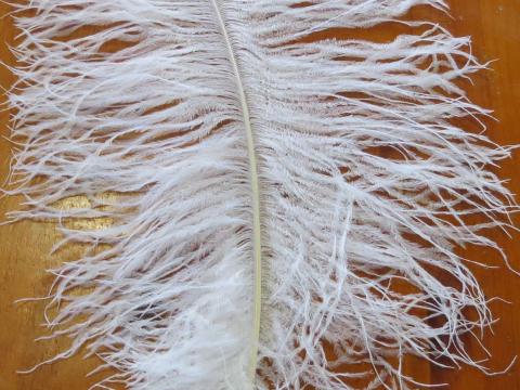 Ostrich Plume Closeup