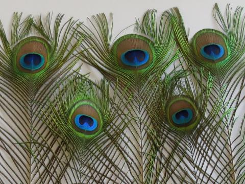 Peacock Eye Feathers Long Closeup