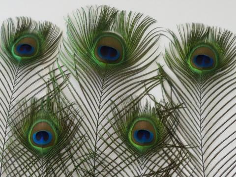 Peacock Eye Feathers Long Closeup