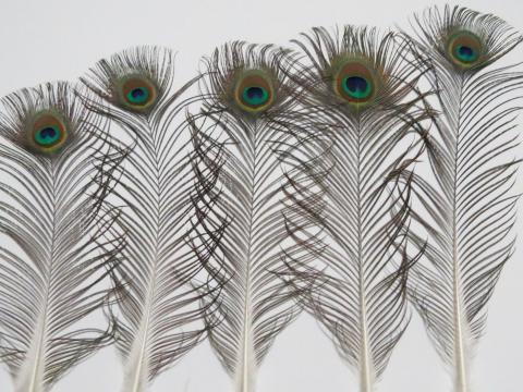 Peacock Eye Feathers Medium Closeup