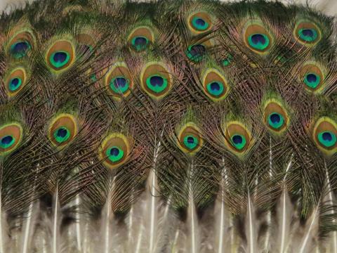 Peacock Eye Feathers Short Bulk