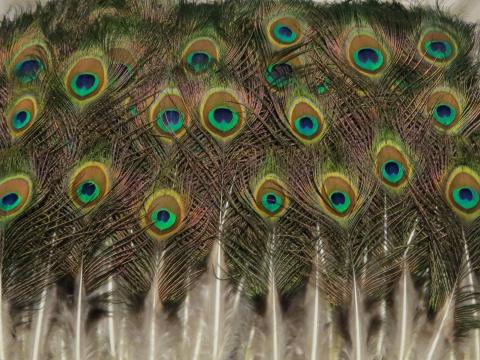 Peacock Eye Feathers Short Bulk