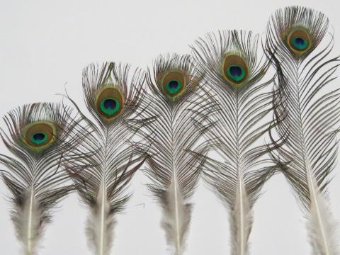Peacock Eye Feathers Short Closeup