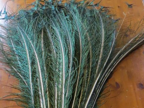 Peacock Herl Feathers Bulk