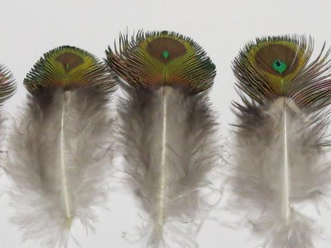 Peacock Miniature Shell Eyes Feathers Closeup