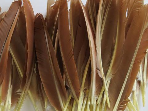 Peacock Primary Wing Quill Feathers Bulk