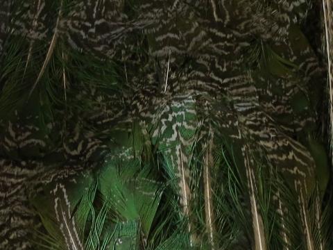Peacock Shimmering Green Long Feathers Bulk