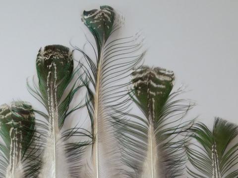 Peacock Shimmering Green Long Feathers Closeup