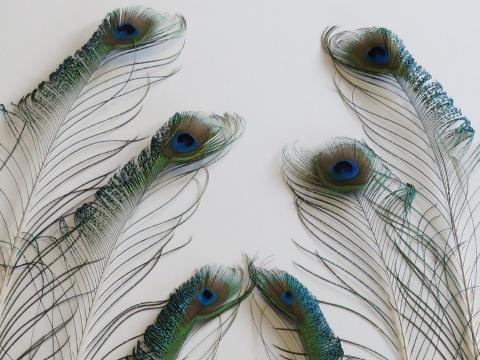 Peacock Feathers, Tail Feather, Peacock Wing Feathers, Shimmering