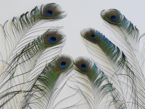 Peacock Sword Eye Feathers Medium