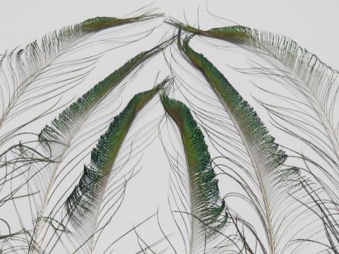 Peacock Sword Feathers Long