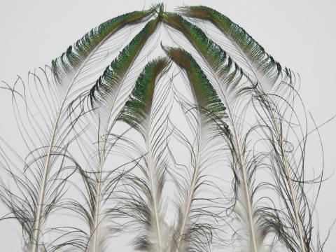 Peacock Sword Feathers Medium