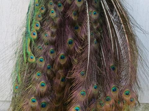 Complete-Peacock-Tail