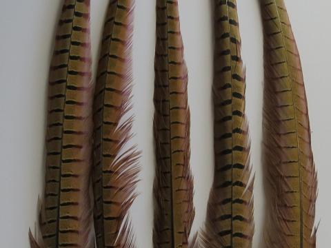 Pheasant Tail Feathers Extra Long Bulk