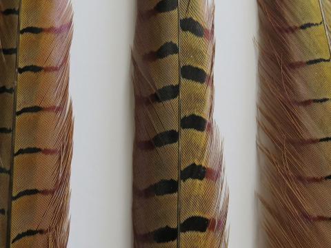 Pheasant Tail Feathers Extra Long Closeup