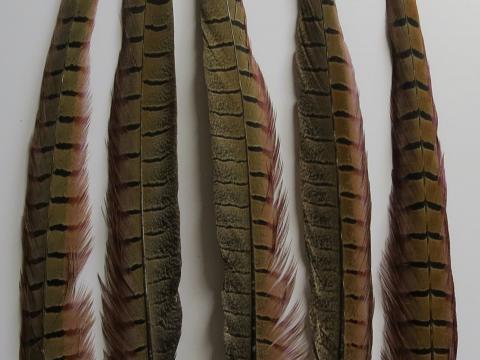 Pheasant Tail Feathers Long Closeup