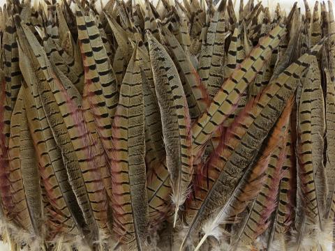Pheasant Tail Feathers Medium Bulk